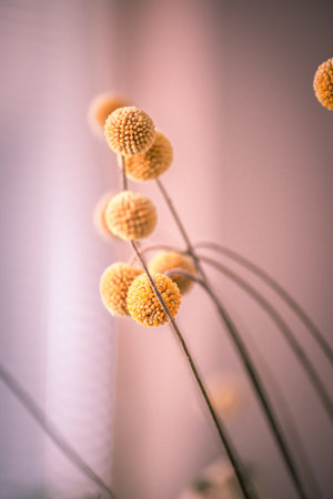 A vertical shot of yellow spherical craspedia plants on a blurry backgroundの写真素材