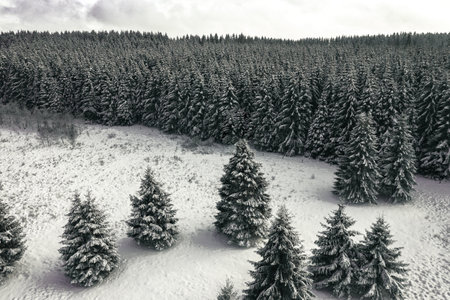 The fir trees covered in snow in a fore