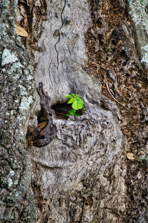 A vertical shot of a young plant growing in a small hole of an old tree