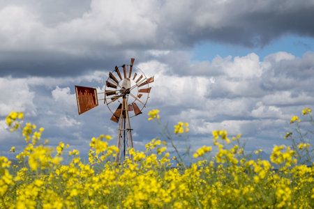 Rusty windmill in a field of yellow Canola flowers, with clouds in the sky and some blue sky visibleの写真素材