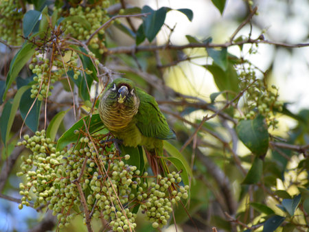 maroon-bellied parakeet (Pyrrhura frontalis), feeding in a Ligustrum lucidum tree in Buenos Aires