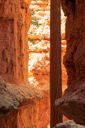 A vertical shot of Bryce Canyon National Park in Utah, USAの写真素材