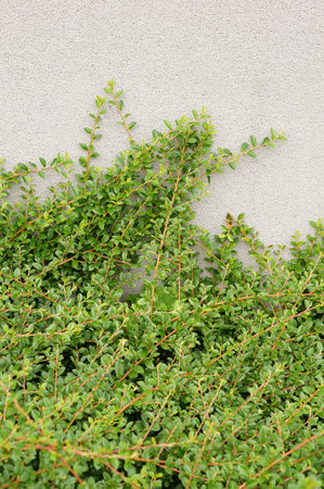 A vertical shot of curling plant on a wallの写真素材