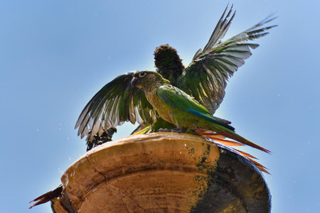 maroon-bellied parakeet (Pyrrhura frontalis), bathing and fighting at a fountain in Buenos Aires cityの写真素材