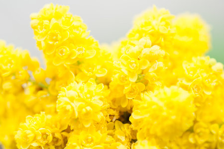 A closeup shot of mahonia flowersの写真素材
