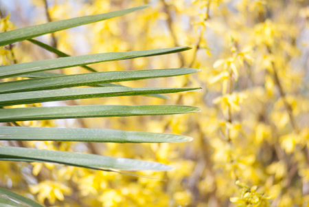 A closeup shot of palm leaves against a yellow flowers background