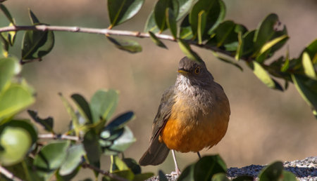 A closeup shot of a rufous-bellied thrush bird (Turdus rufiventris) in Brazilの写真素材