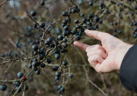 Male hand reaching out to pick a ripe Blackthorn berry (Prunus spinosa), also called sloes. Found in Luxembourg.の写真素材