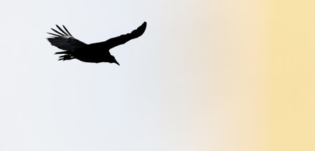 A silhouette of a bird flying in the sunset skyの写真素材