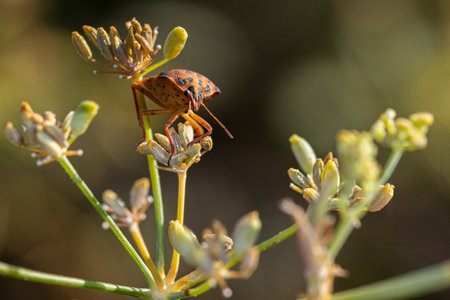 A shallow focus shot of a Graphosoma Semipunctatum bug on a plant