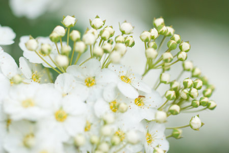 A selective focus shot of cherry blossom flowers against a bokeh backgroundの写真素材