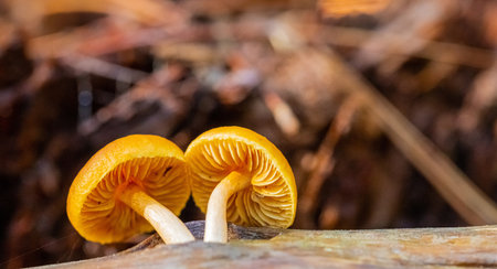 A closeup shot of tiny mushrooms on a tree trunk in a pine forest, Cape Town, South Africaの写真素材