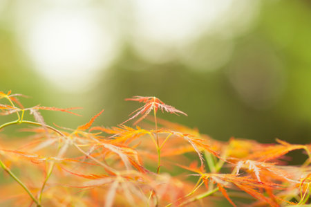 A selective focus shot of orange autumn leaves against a bokeh background