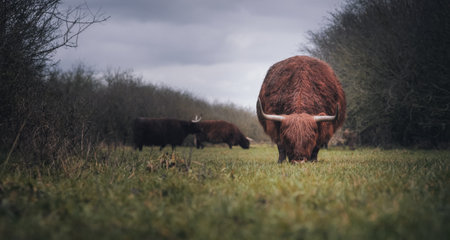 A closeup of a highland cattle grazing in a field