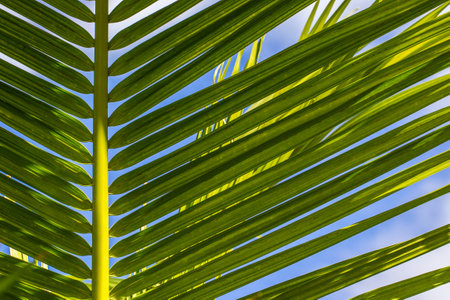A leaf of a palm tree against the blue sky on a sunny dayの写真素材