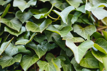 A closeup shot of bright green Madeira ivy leaves grown in a garden with copyspaceの写真素材