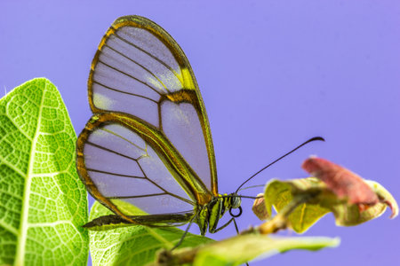 A butterfly with transparent wings on top of a leafの写真素材