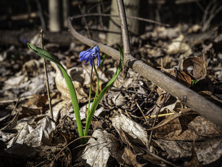 A selective focus shot of a blue scrub growing surrounded by pipes and fallen autumn leavesの写真素材