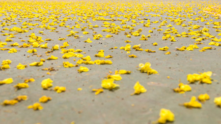 The decorative petals of yellow flowers on the groundの写真素材