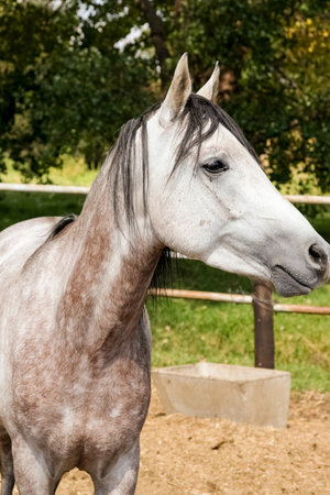 A vertical shot of a single horse on a farm near a handmade metal fenceの写真素材