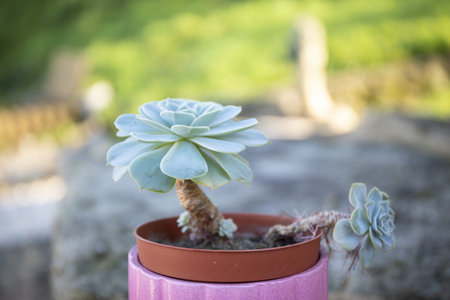 A selective focus closeup of succulents in the potの写真素材