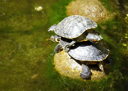 Two turtles piled up on each other on a rock in a pond
