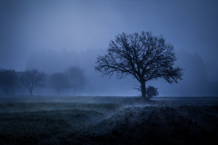 A beautiful foggy landscape of trees in a meadow in early morningの写真素材