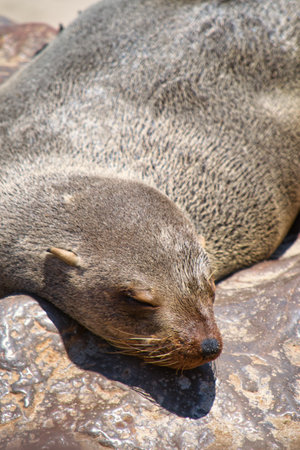Seal lying, resting and sleeping on a rock. Selective focus. Animal wildlife. Close-up and detail.の写真素材