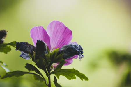 A selective focus shot of a pink flower with few dried leaves and light green on the backgroundの写真素材