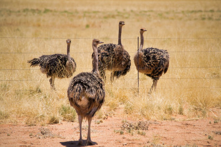 Herd of ostrich standing in fenced national park in Africa. Beauty in nature.の写真素材