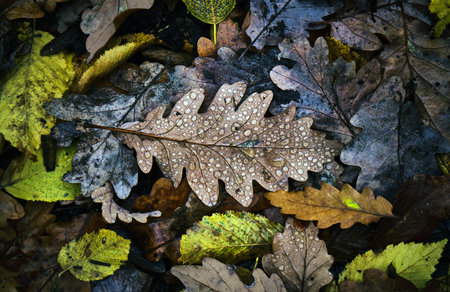 A top view closeup of fallen oak tree leaves with dewdrops on the ground