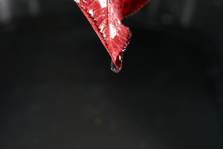 A closeup shot of water drop on a red leaf against black background - perfect for wallpaperの写真素材