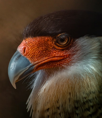 A portrait of a southern crested caracara under the lights with a blurry backgroundの写真素材