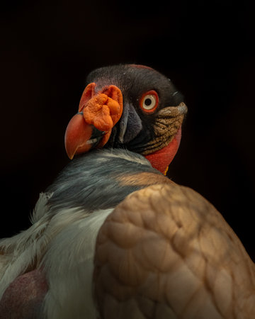 A portrait of a King vulture under the lights isolated on a black backgroundの写真素材
