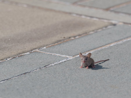 A brown rat on the streetの写真素材