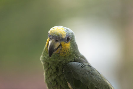 Photograph of a yellow headed parrot looking into the camera with selective eye focus
