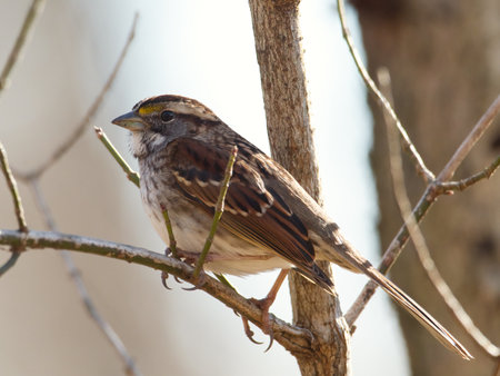 A closeup shot of white-breasted nuthatchの写真素材