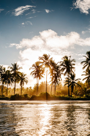 A vertical shot of palm trees on the beach on a cloudy sunny dayの写真素材