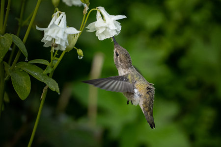 A closeup of a rufous hummingbird drinking nectar in a field under the sunlightの写真素材