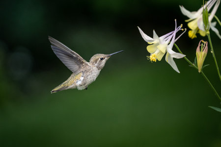 A hummingbird flying to the white narcissus flowersの写真素材