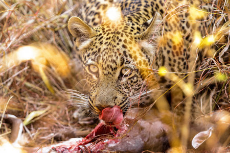 A closeup of a leopard licking its face after hunting its preyの写真素材