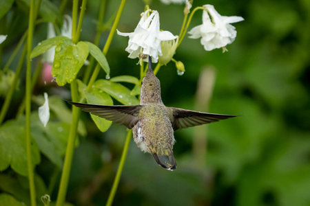 A closeup of a rufous hummingbird drinking nectar in a field under the sunlの写真素材
