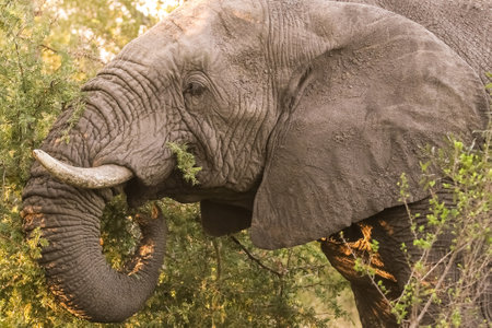 A large African elephant in a South African reserve, during daylightの写真素材