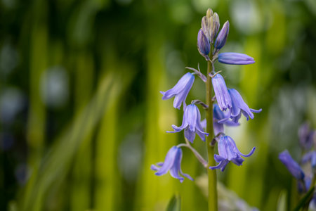 A selective focus shot of exotic purple flowers hanging from the stem