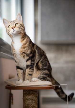 Vertical shot of cute cat sitting on furniture looking curiously the outside the window.の写真素材