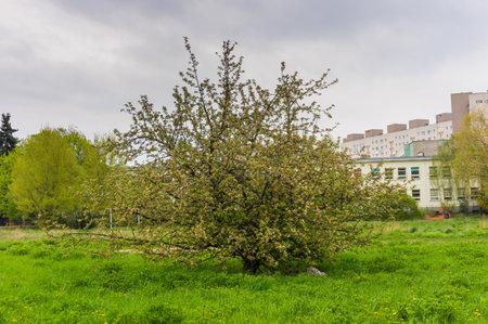 A green park with treesの写真素材