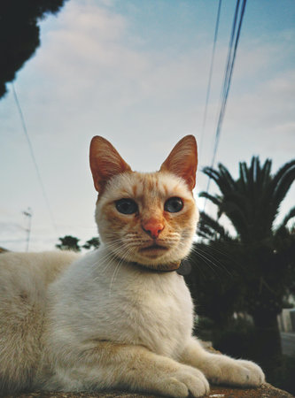 A vertical shot of a fluffy cat sitting in a park