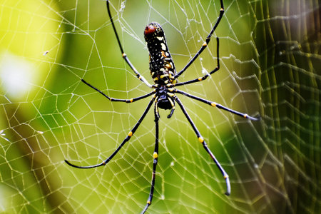 A selective focus shot of the spider making a spiderweb in between tree branches