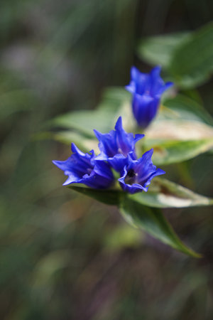 A vertical shot of beautiful alpine gentian flowers on blurred backgroundの写真素材