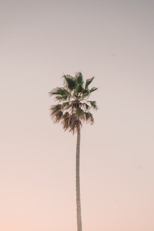 A vertical shot of a palm tree against the light pink and purple skyの写真素材